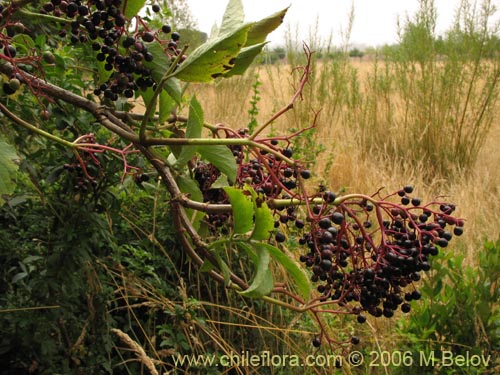 Imágen de Sambucus nigra (Sauco). Haga un clic para aumentar parte de imágen.